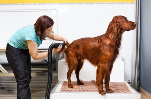 TOP-7 hair dryers-compressors for drying dogs and cats