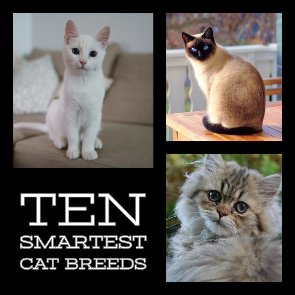 Top 8 smartest cats