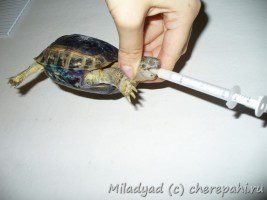 Tortoise head fixation and mouth opening