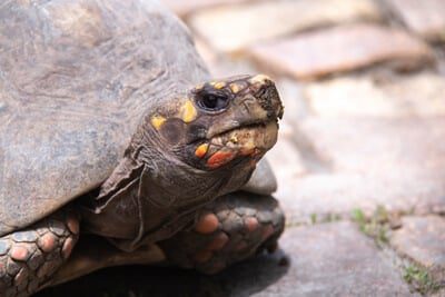 Tortoise head fixation and mouth opening