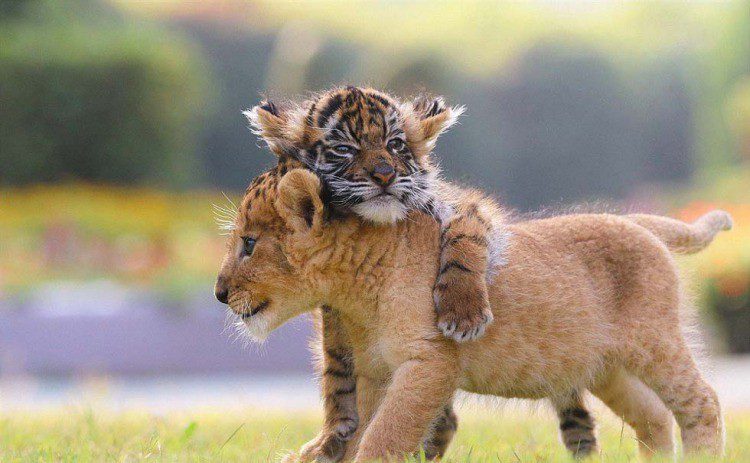 Touching and cute baby animals!