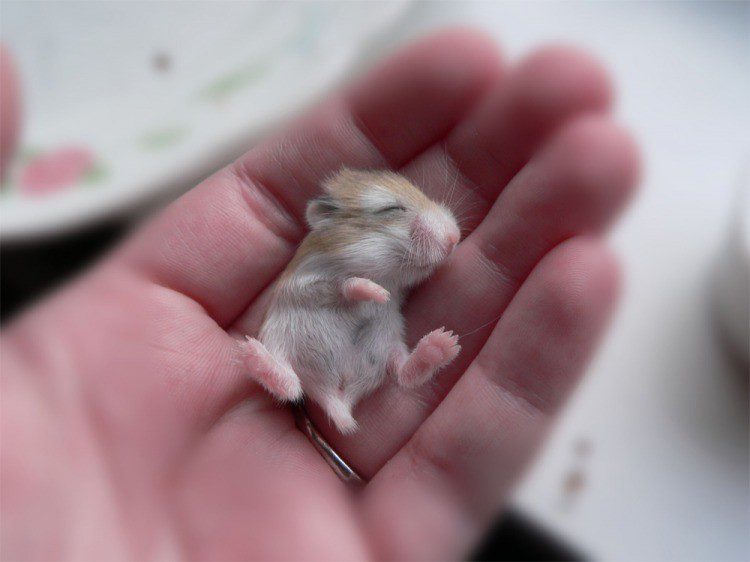 Touching and cute baby animals!