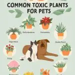 Toxic plants for cats