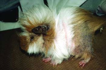Toxicosis in guinea pigs