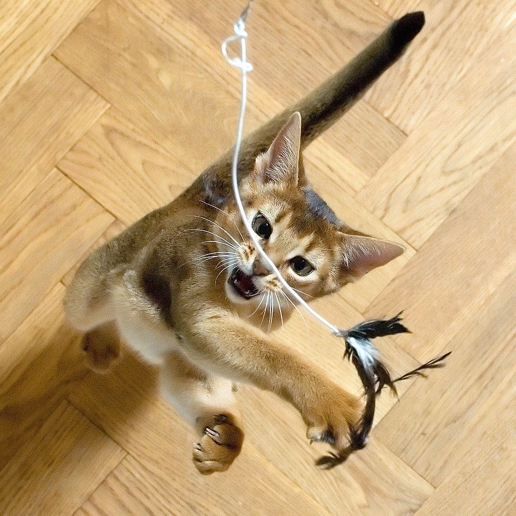 Toys for cats - an overview of popular, selection criteria