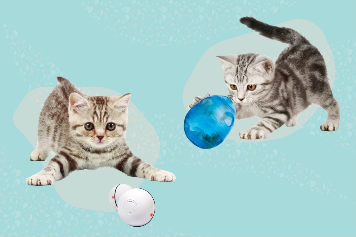 Toys for cats &#8211; an overview of popular, selection criteria