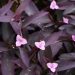 Tradescantia riverine