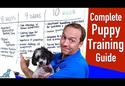 Training and initial education of a puppy