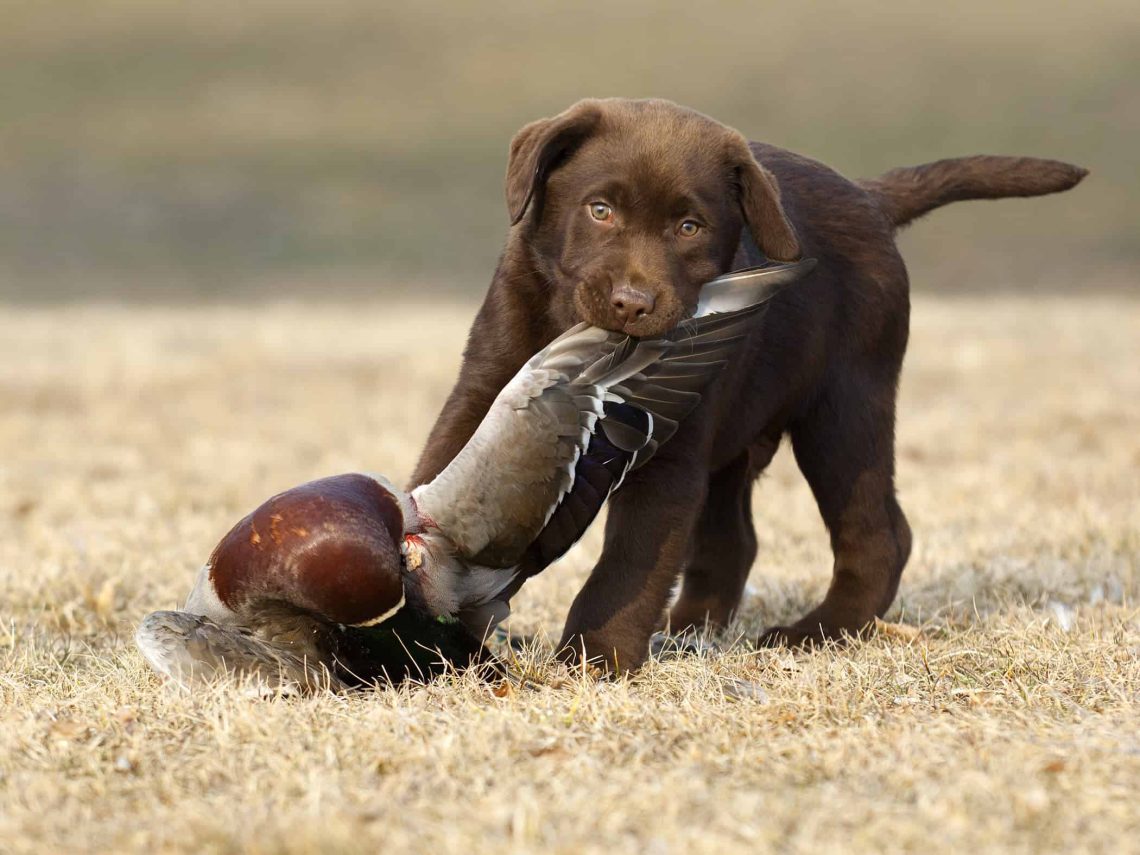 Training of hunting puppies