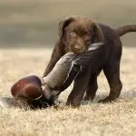 Training of hunting puppies