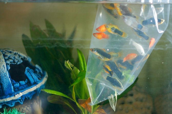 Transportation and launch of fish in the aquarium