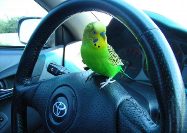Transportation of parrots