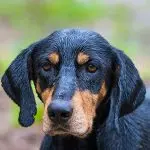 Transylvanian Hound