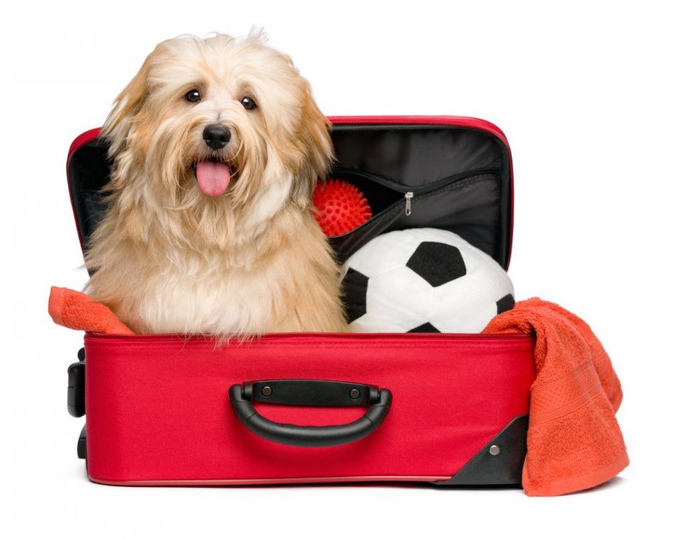 Traveling with a dog: what to take on the road?