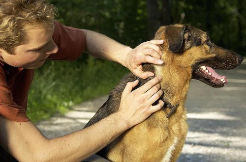 Treating your dog for fleas and ticks