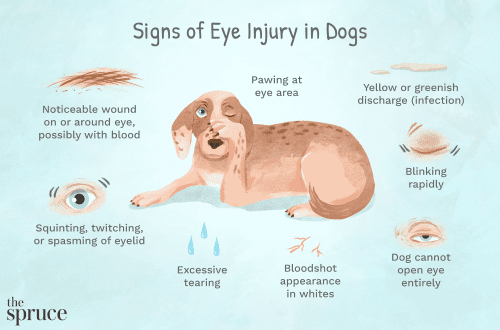 Treatment of eye injury in dogs and cats