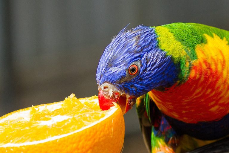 Treats for parrots