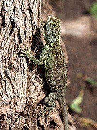 Tree agama