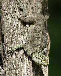 Tree agama