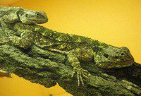 Tree agama