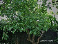 Trees, shrubs - all about turtles and for turtles