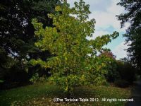 Trees, shrubs - all about turtles and for turtles