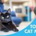 How to care for an elderly cat?
