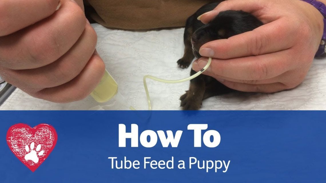 Tube feeding a puppy