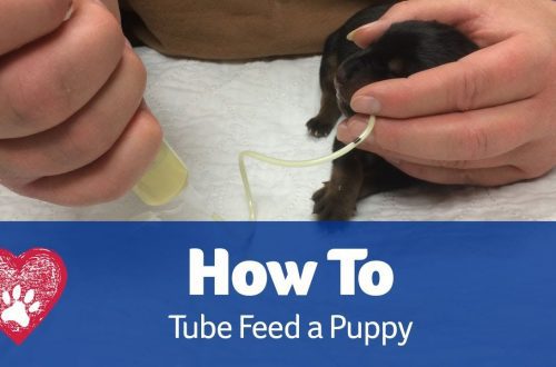 Tube feeding a puppy