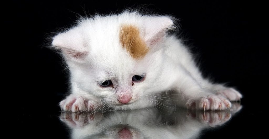 Cute Turkish Van Kitten