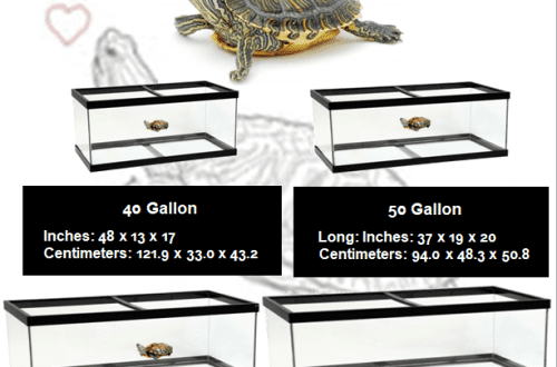 Turtle Aquarium Size Calculation