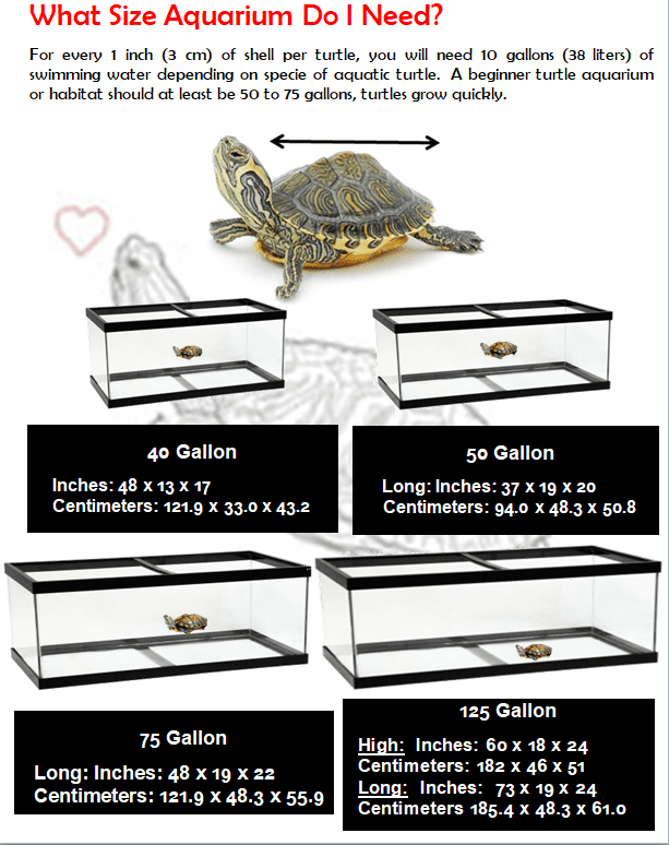 Turtle Aquarium Size Calculation
