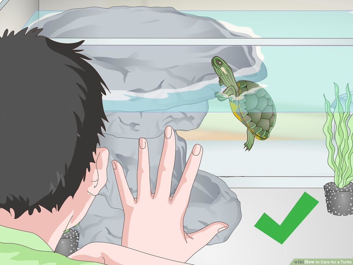 Turtle care and hygiene.