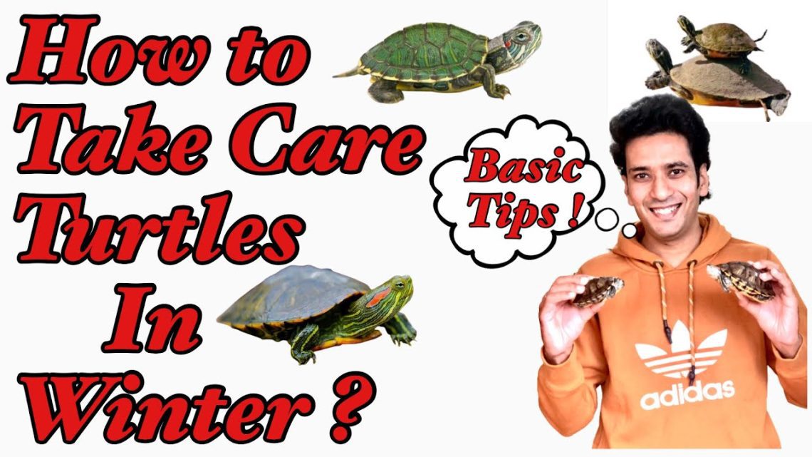 Turtle care and maintenance in winter