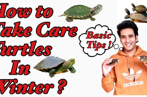 Turtle care and maintenance in winter
