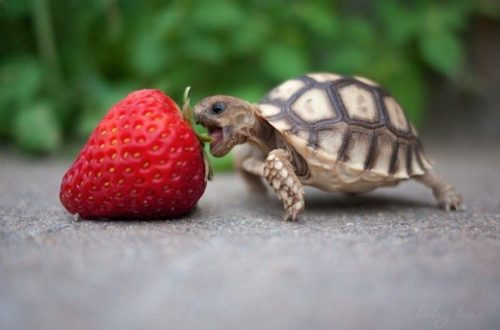 Turtle eats little!