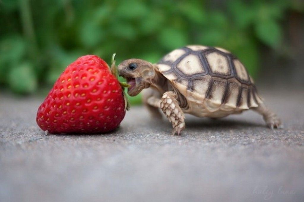 Turtle eats little!