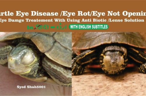 Turtle eye diseases