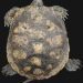 Can you feed a turtle gammarus?
