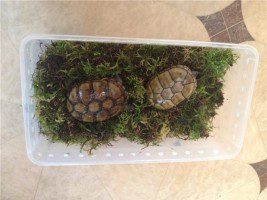 Turtle hibernation (wintering)