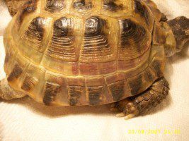 Turtle kidney failure (TR), nephritis