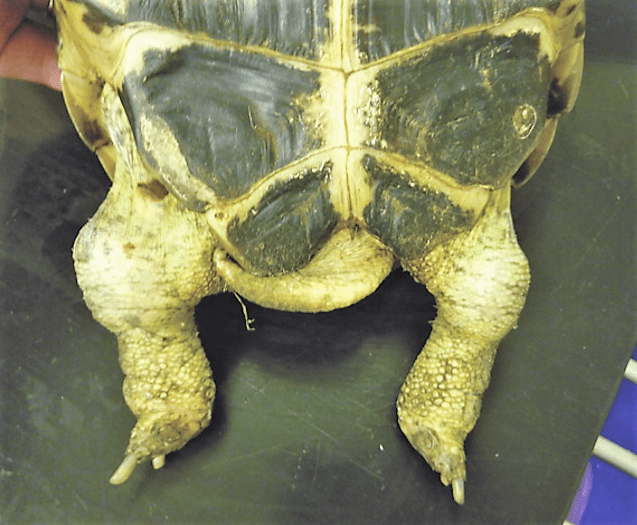 Turtle kidney failure (TR), nephritis