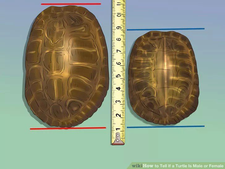 Turtle parameters calculation