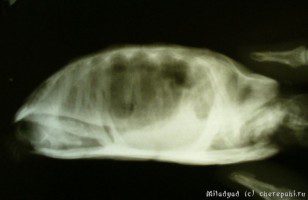 Turtle pneumonia (pneumonia)
