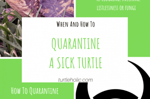 Turtle Quarantine and Disinfection