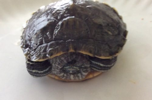 Turtle won&#8217;t open its eyes