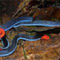 Two-banded glandular snake