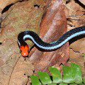 Two-banded glandular snake