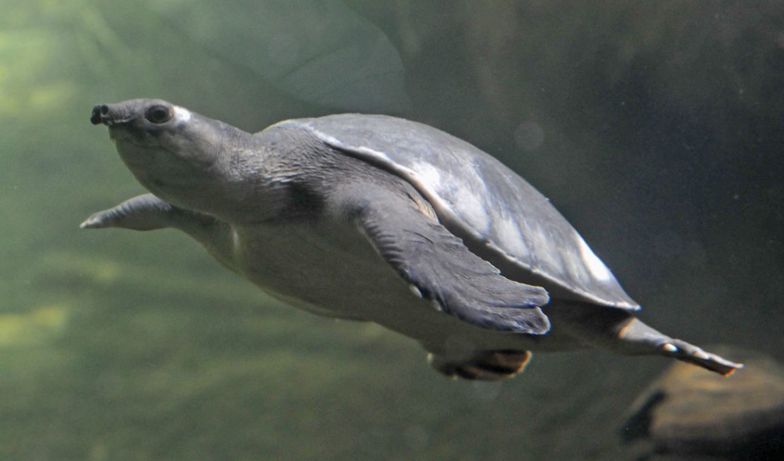 Two-clawed or pig-nosed turtle, maintenance and care