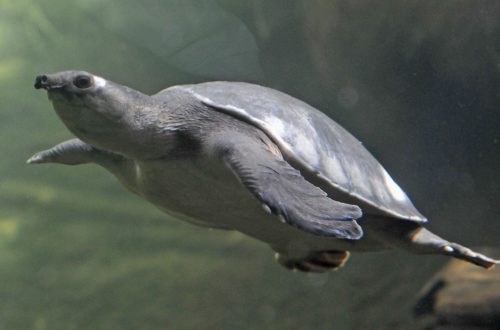 Two-clawed or pig-nosed turtle, maintenance and care